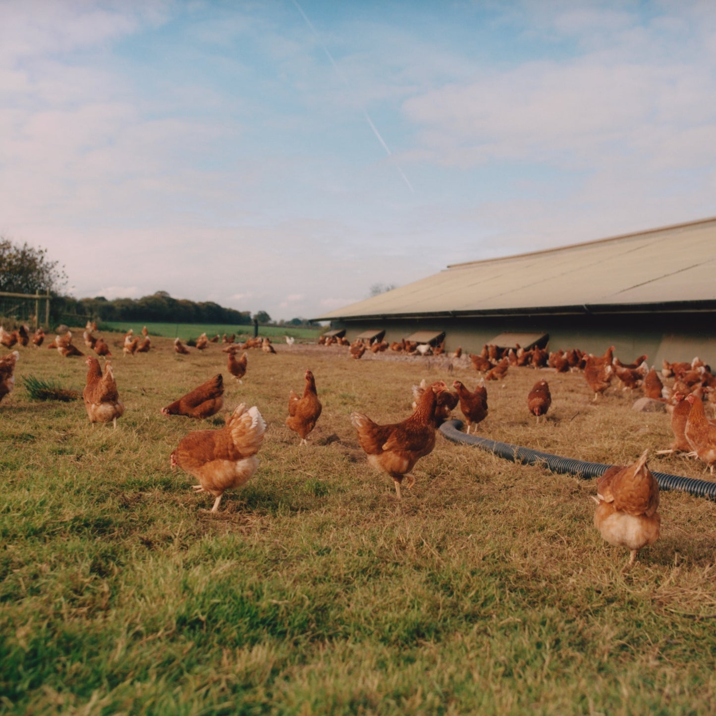 Our signature eggs